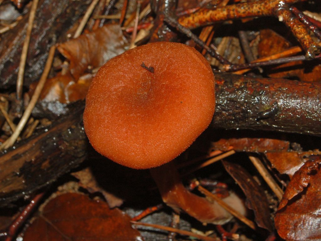 Dei piccoli funghi rossastri (cfr. Laccaria sp.)